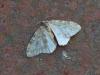 Epirrita sp.